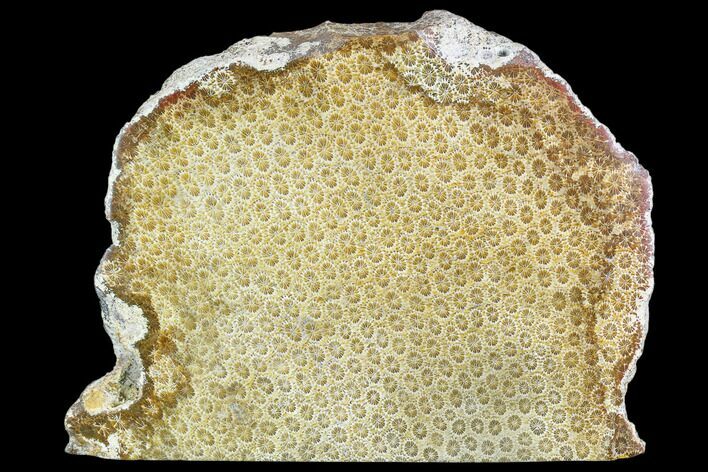 Polished, Fossil Coral Slab - Indonesia #109132